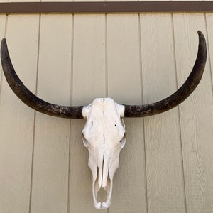 Longhorn steer skull with 3 feet 3&quot; inch wide Unpolished horns cow bull head authentic Western Decoration