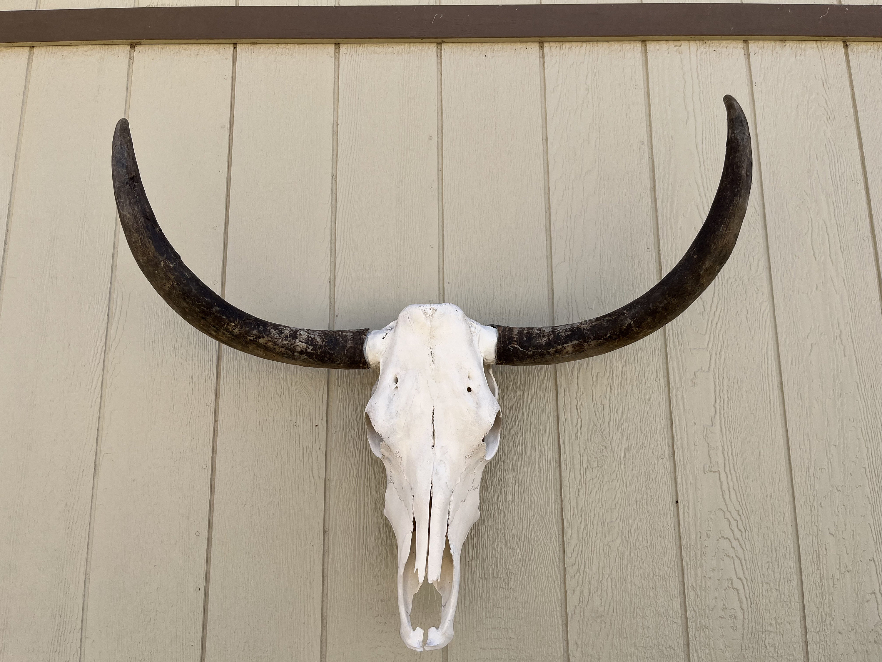 牛 頭骨 il_fullxfull.5832615341_3nux.jpg