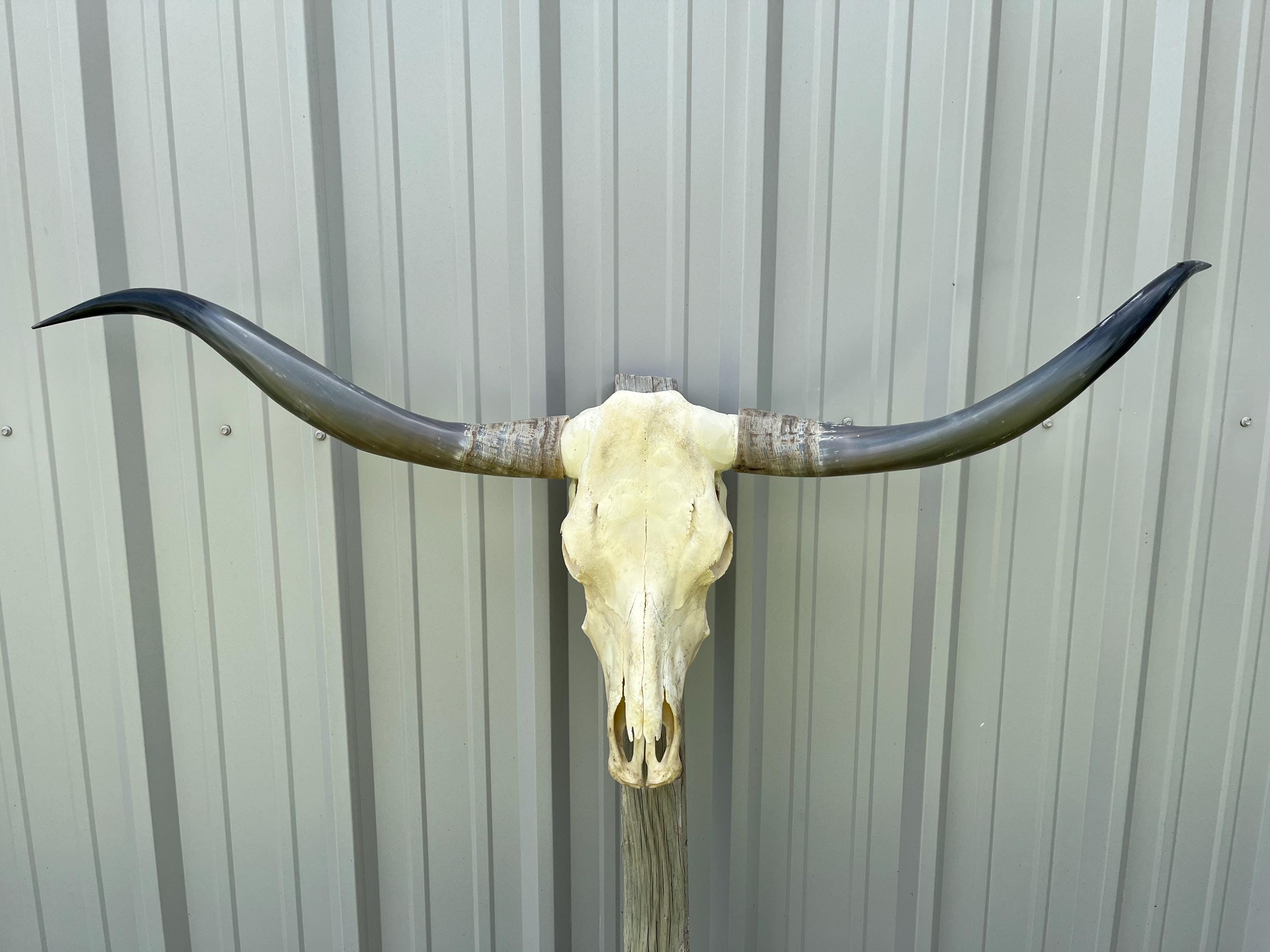 Longhorn steer skull with 4 feet 7 1/2 inch wide polished horns cow bull head authentic Western Decoration