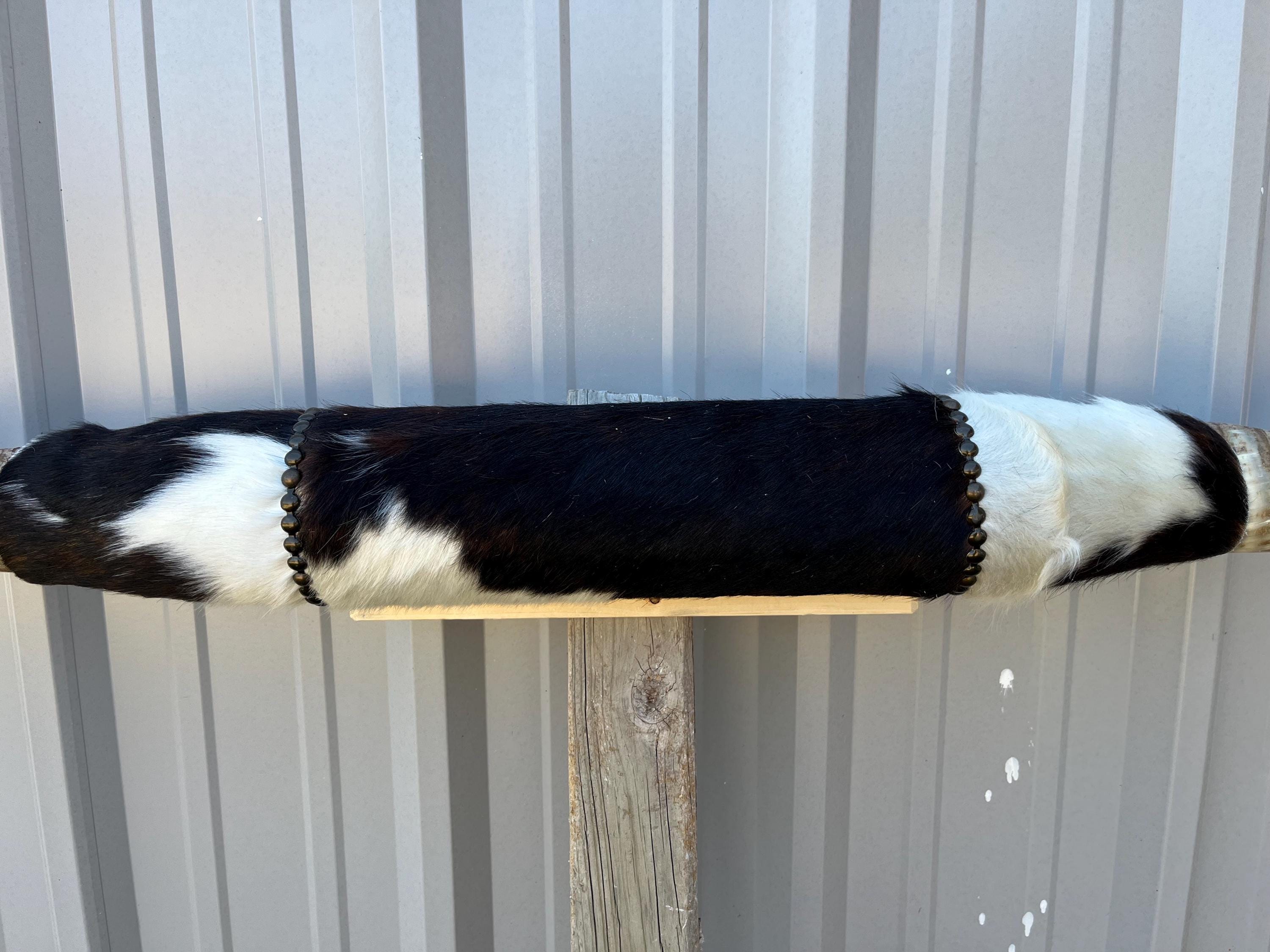 マウントされた雄牛の角 7フィート 1 1/4インチ幅 磨かれた牛の角 雄牛