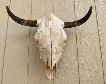 Steer skull with 22" inch wide horns cow bull head authentic Western Decoration
