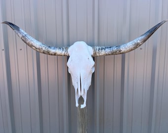 Cráneo de toro longhorn con cuernos pulidos de 1,37 metros de ancho, auténtica decoración del Oeste.