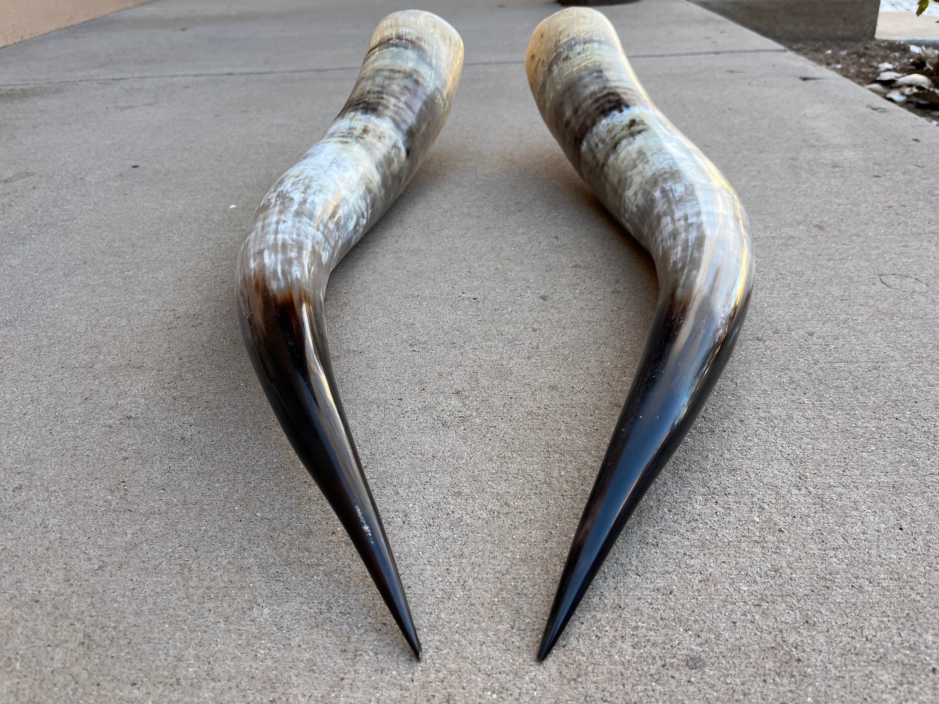 雄牛の角のペア（1組のみ）各角の長さは22インチから27インチです