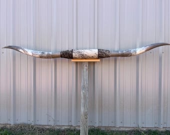 アンティークの雄牛または雄牛の角、本物の牧場または農場の装飾、素朴