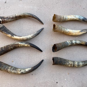 Black powder Raw Steer horn pair 18&quot; to 22&quot; (one pair only)  Unpolished natural cow horns bull Western Decor Drinking cups