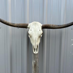 Longhorn bull skull with 4 feet 3" inch wide Unpolished horns cow bull head authentic Western Decoration