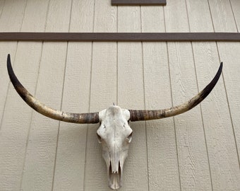 Longhorn STEER skull with 4 feet 2" inch wide Unpolished horns cow bull head authentic Western Decoration