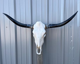 ワトゥシ雄牛の頭蓋骨、幅3フィート3インチの磨かれた角、牛の雄牛の頭