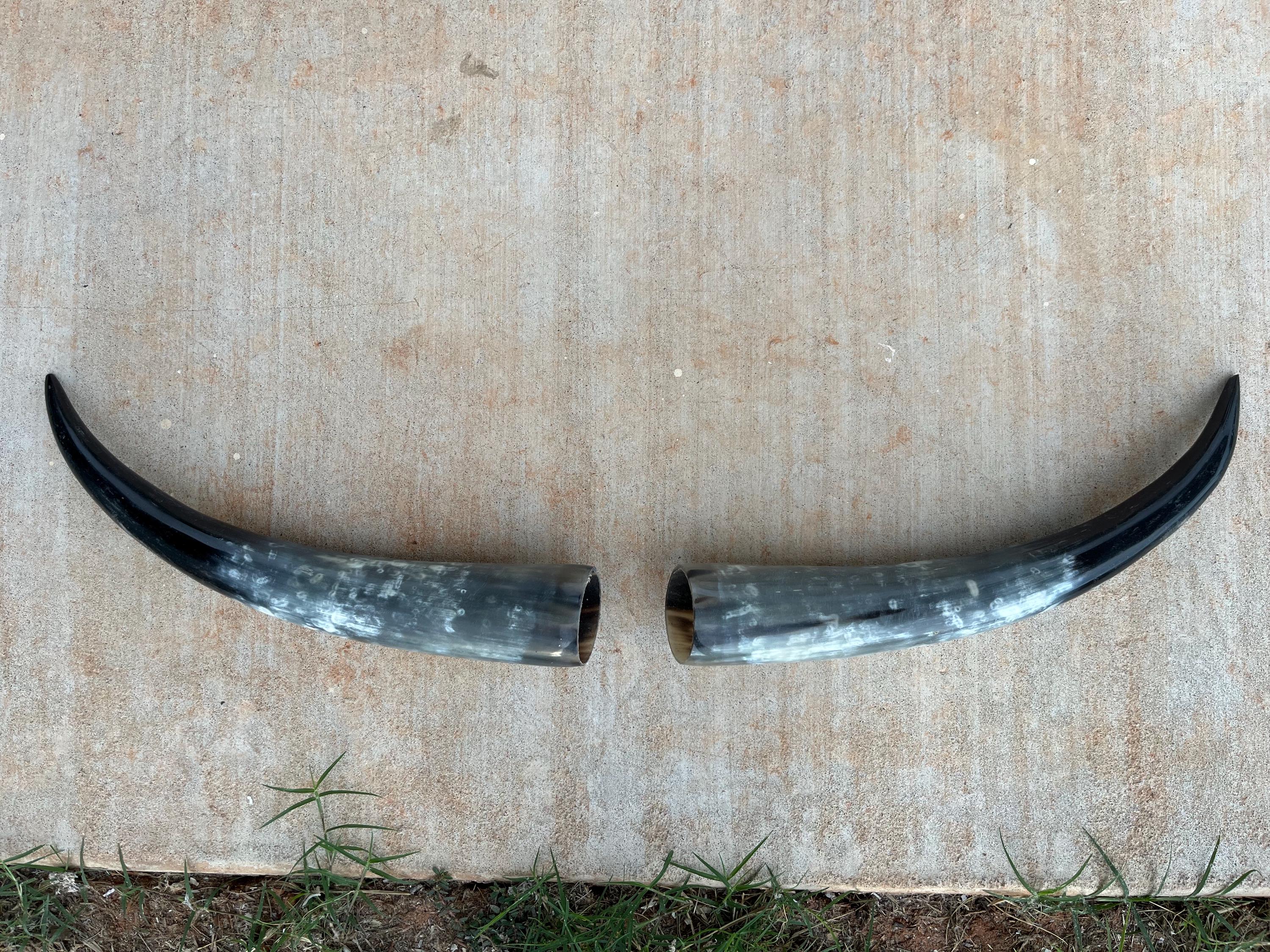 13 1/4インチ 雄牛の角 ペア（1組のみ）磨かれた牛の角 雄牛の