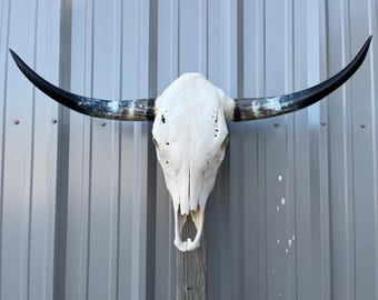 Longhorn steer skull with 35" INCH wide polished horns cow bull head authentic Western Decoration