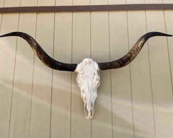 Longhorn steer skull with 5 feet 1  1/2" inch wide Unpolished horns cow bull head authentic Western Decoration