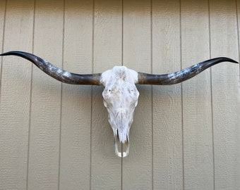 Longhorn steer skull with 4 feet 8  1/4 inch wide polished horns cow bull head authentic Western Decoration