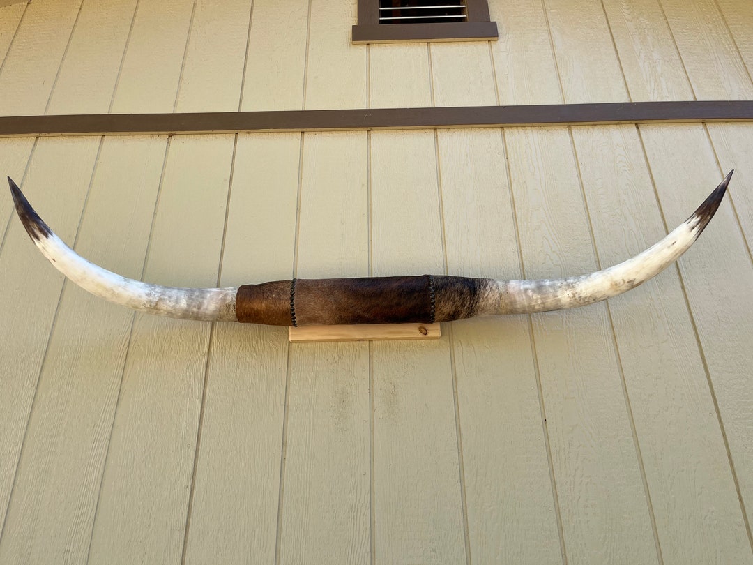 Mounted LONGHORN Steer Horn 5 Feet 4 Wide Polished Cow Horns Bull Western Decoration Etsy