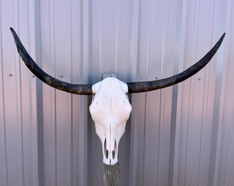Longhorn steer skull with 3 feet 4” inch wide Unpolished horns cow bull head authentic Western Decoration