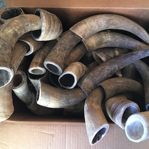 5&quot; to 10&quot; Carving Steer horn pair (one pair only)  black powder Raw Natural cow horns bull thick walls Western Decoration