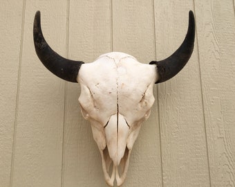 Buffalo Skull Etsy