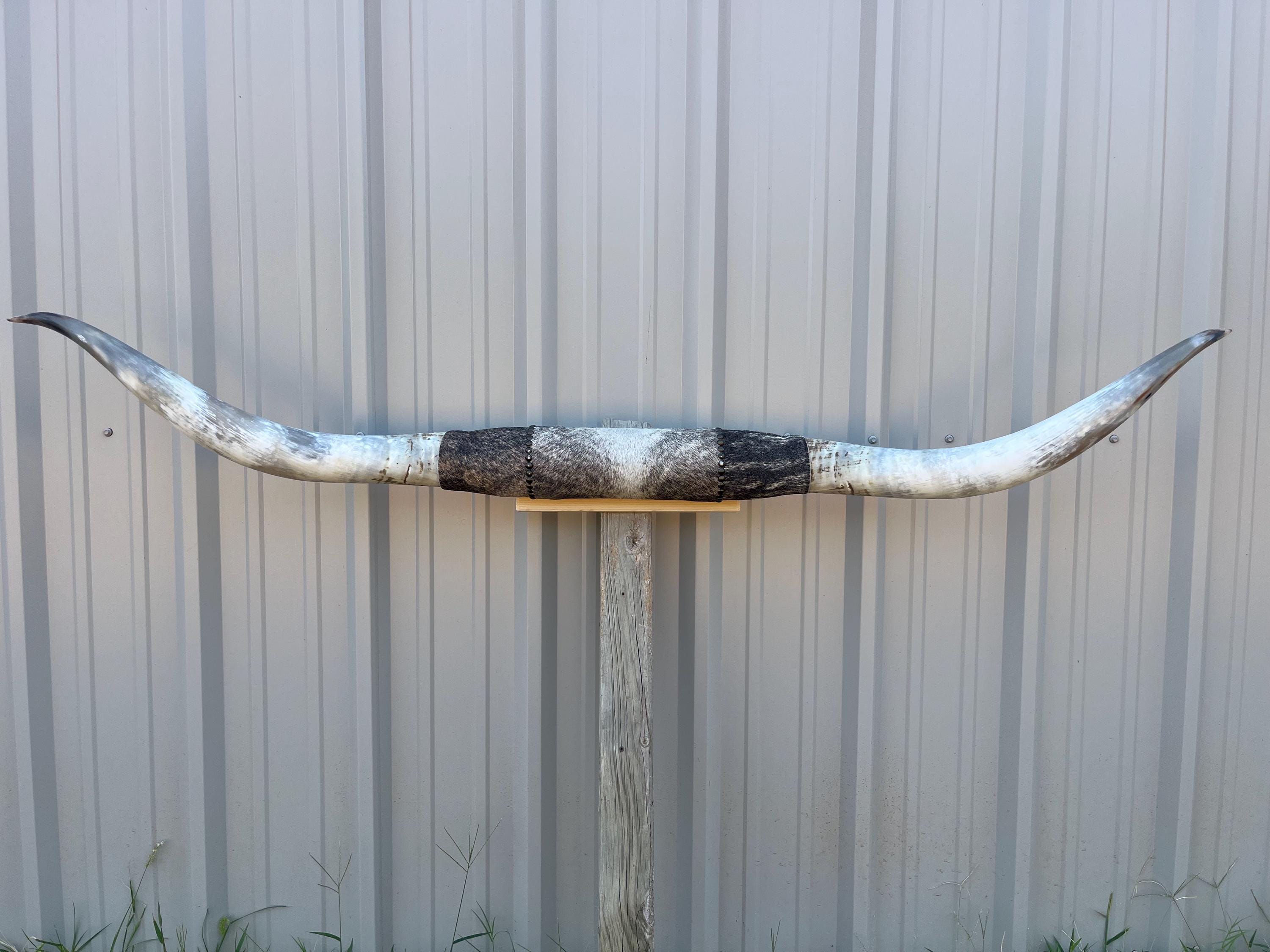Longhorns Texas Steer Wall Mount - Etsy