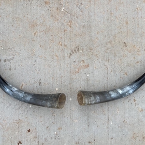 Op de afbeelding: Twee gepolijste, gebogen hoorns met een kleurovergang. De uiteinden zijn zwart, overgaand in grijs en wit, met een holle, open basis. De hoorns liggen op een getextureerd, lichtgrijs oppervlak.