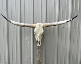 アメリカ南西部（サウスウエスト）ネイティブアメリカン 牛の頭蓋骨
