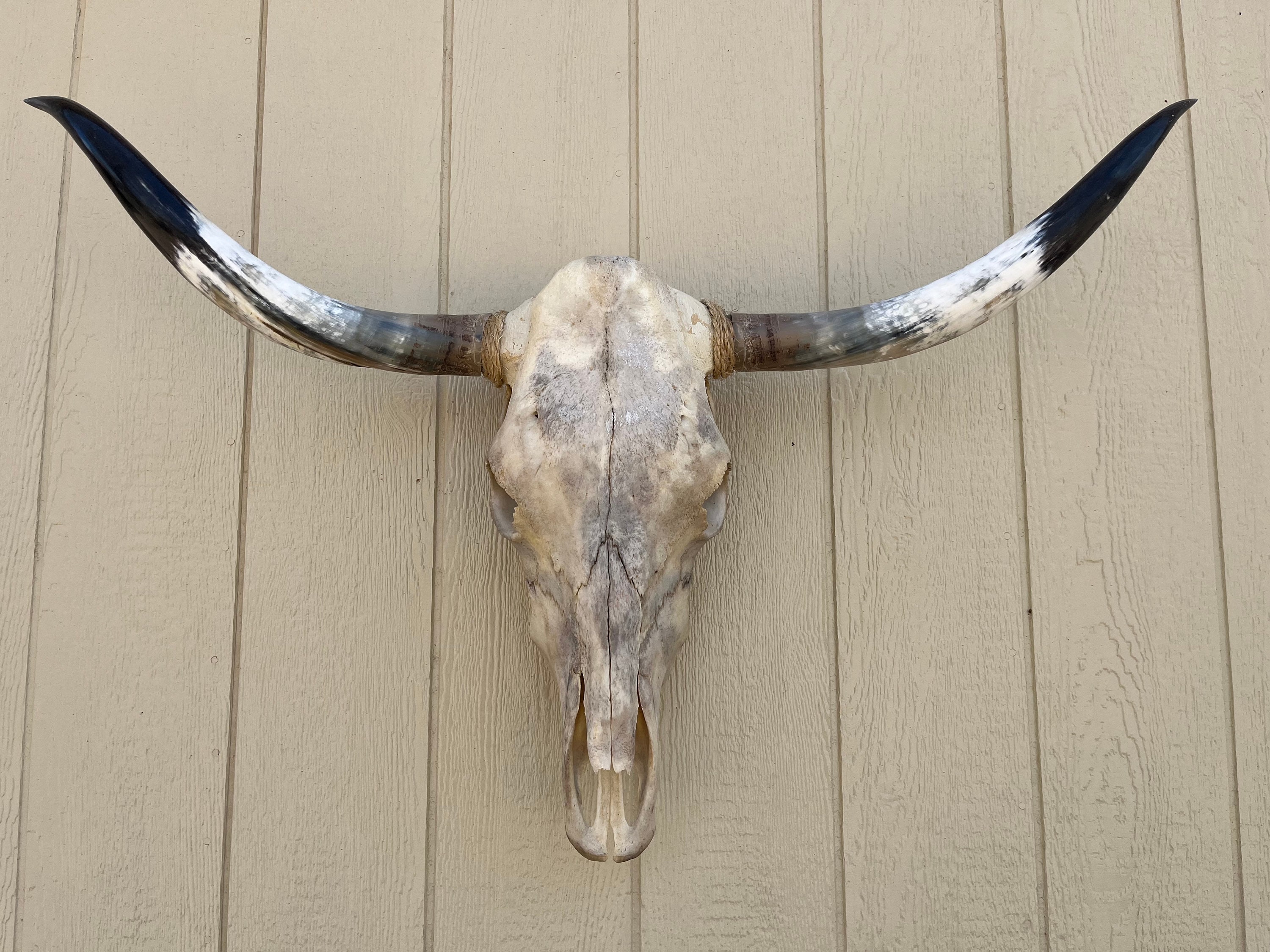 Longhorn steer skull with 3 feet 6 1/4” wide polished horns cow bull head authentic Western Decoration