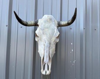 幅20インチの未研磨の角を持つ雄牛の頭蓋骨、本物の西洋の装飾品