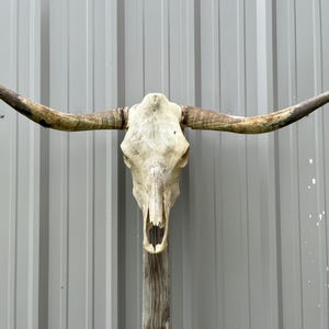 Longhorn bull skull with 3 feet 10 1/4" inch wide Unpolished horns cow bull head authentic Western Decoration