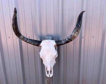 Longhorn bull skull with 30 1/2" inch wide Unpolished horns cow bull head authentic Western Decoration