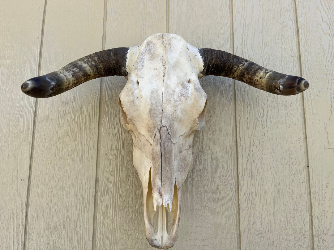 Herford Bull Skull With 24 Inch Wide Horns Cow Steer Etsy