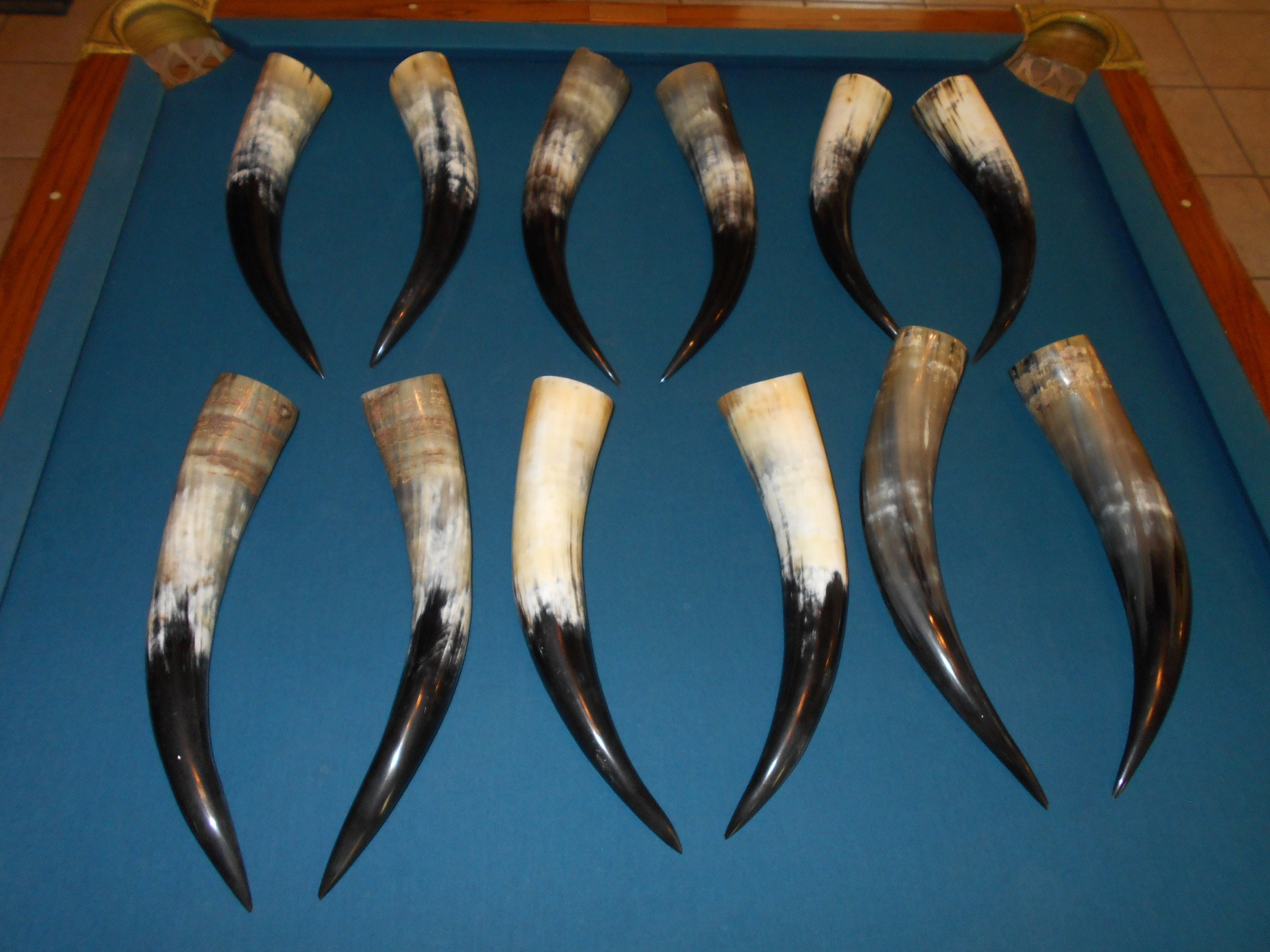 Polished Cow Horns for sale Only 2 left at 60