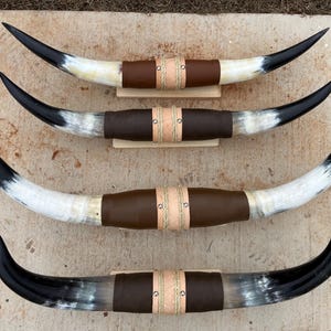 Könnte beinhalten: Vier Sätze montierter Bullenhörner, nach Größe geordnet vom kleinsten zum größten. Die Hörner sind alle braun und weiß, mit einer braunen Lederummantelung um die Basis jedes Satzes.