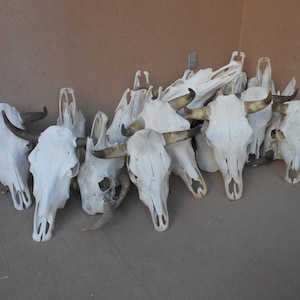 Real Steer skull head (one only) cow horns 18" to 23" wide bull authentic Western Decoration