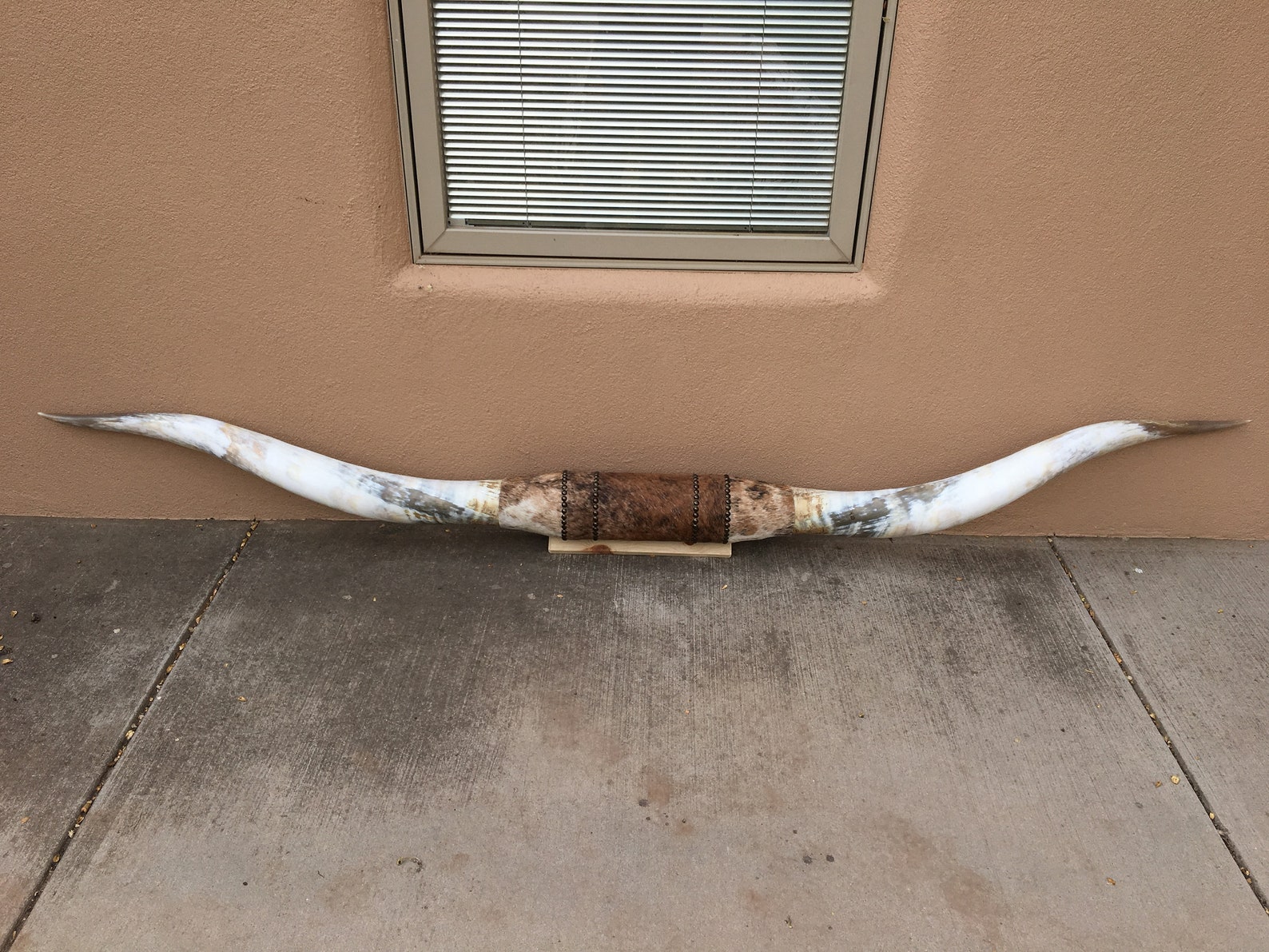 RIESIGES MONTIERTES LONGHORN Lenkhorn 8füßig 2 Zoll breit | Etsy