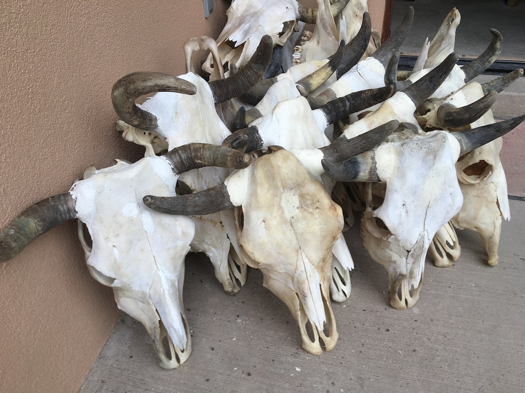 Cabeza de cráneo de novillo real (solo una), cuernos de vaca de 17\, image size:1080x810