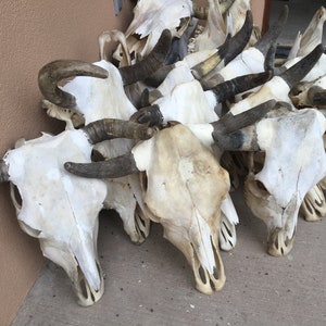 Real Steer skull head (one only) cow horns 18" to 20" wide bull authentic Western Decoration