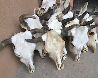 Real Steer skull head (one only) cow horns 18" to 20" wide bull authentic Western Decoration