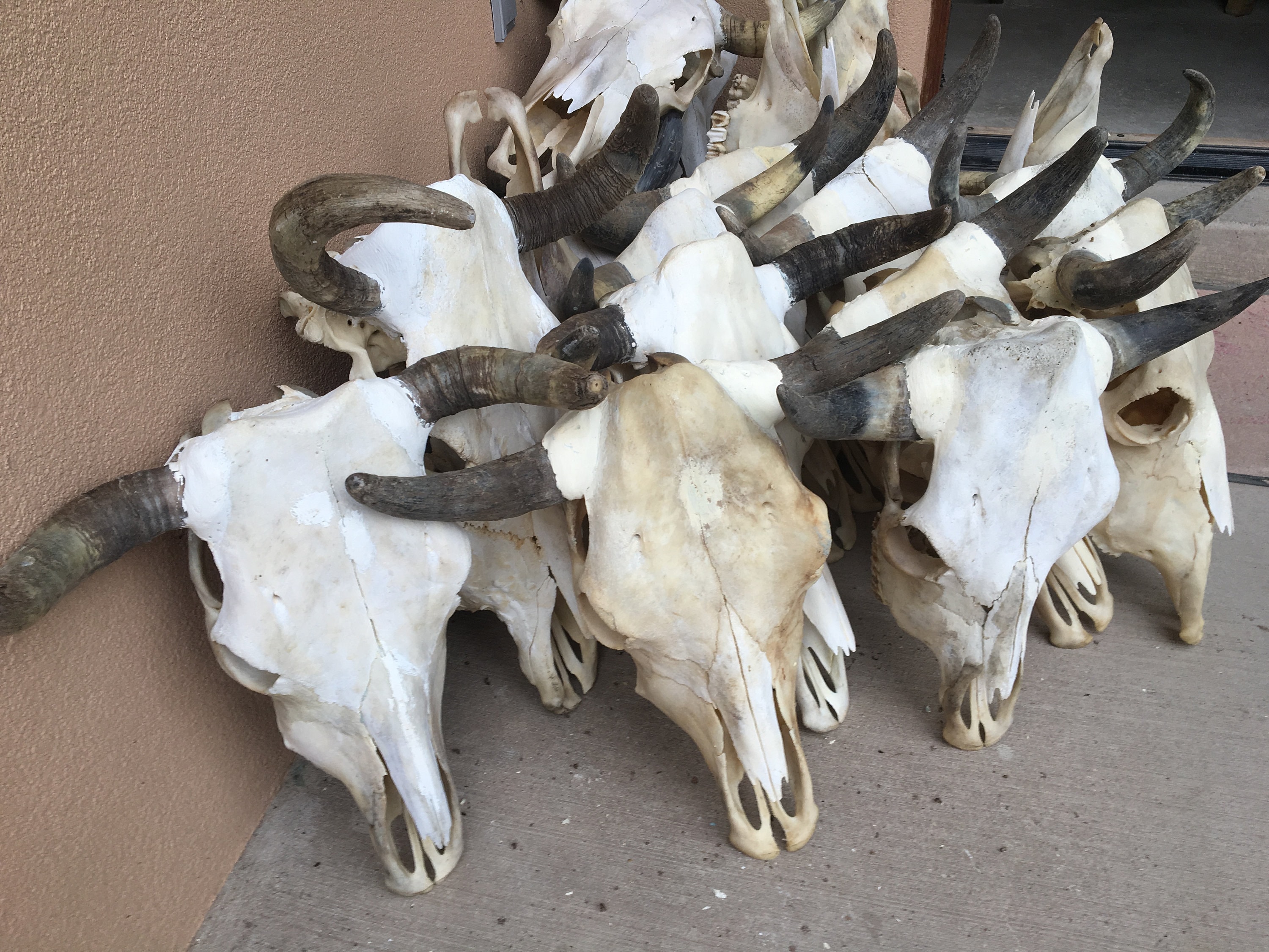 Real Cow Skull for sale Only 2 left at 75