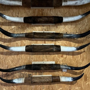 Mounted LONGHORN Steer horn 4 FEET 1&quot; inch to 4 feet 10&quot; inch wide (ONE only) polished cow horns bull Western Decoration