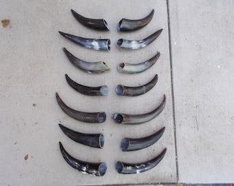 31インチの雄牛の角のペア（各角31インチ）磨かれた牛の角、雄牛の厚い