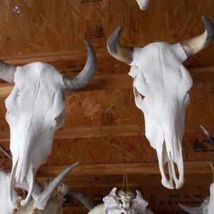 Real Steer skull head one only cow horns 18 to 23 wide bull authentic Western Decoration image 4