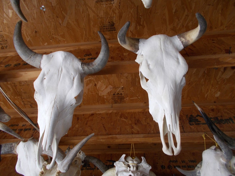 Real Steer skull head one only cow horns 18 to 23 wide bull authentic Western Decoration image 4