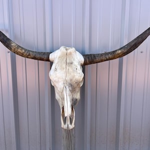 Longhorn bull skull with 4 feet 1 1/4" inch wide Unpolished horns cow bull head authentic Western Decoration