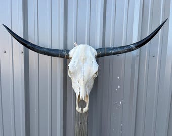 Longhorn steer skull with 3 feet 3 INCH wide polished horns cow bull head authentic Western Decoration