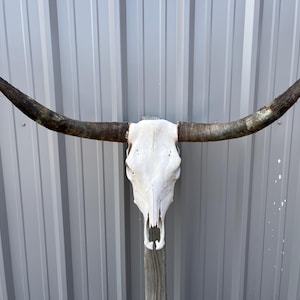 Longhorn bull skull with 4 feet wide Unpolished horns cow bull head authentic Western Decoration