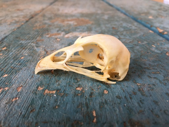 Real Bone Chicken Head Skull Real Bone Chicken Head Skull
