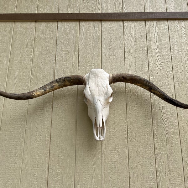 Decorated Cow Skull - Etsy