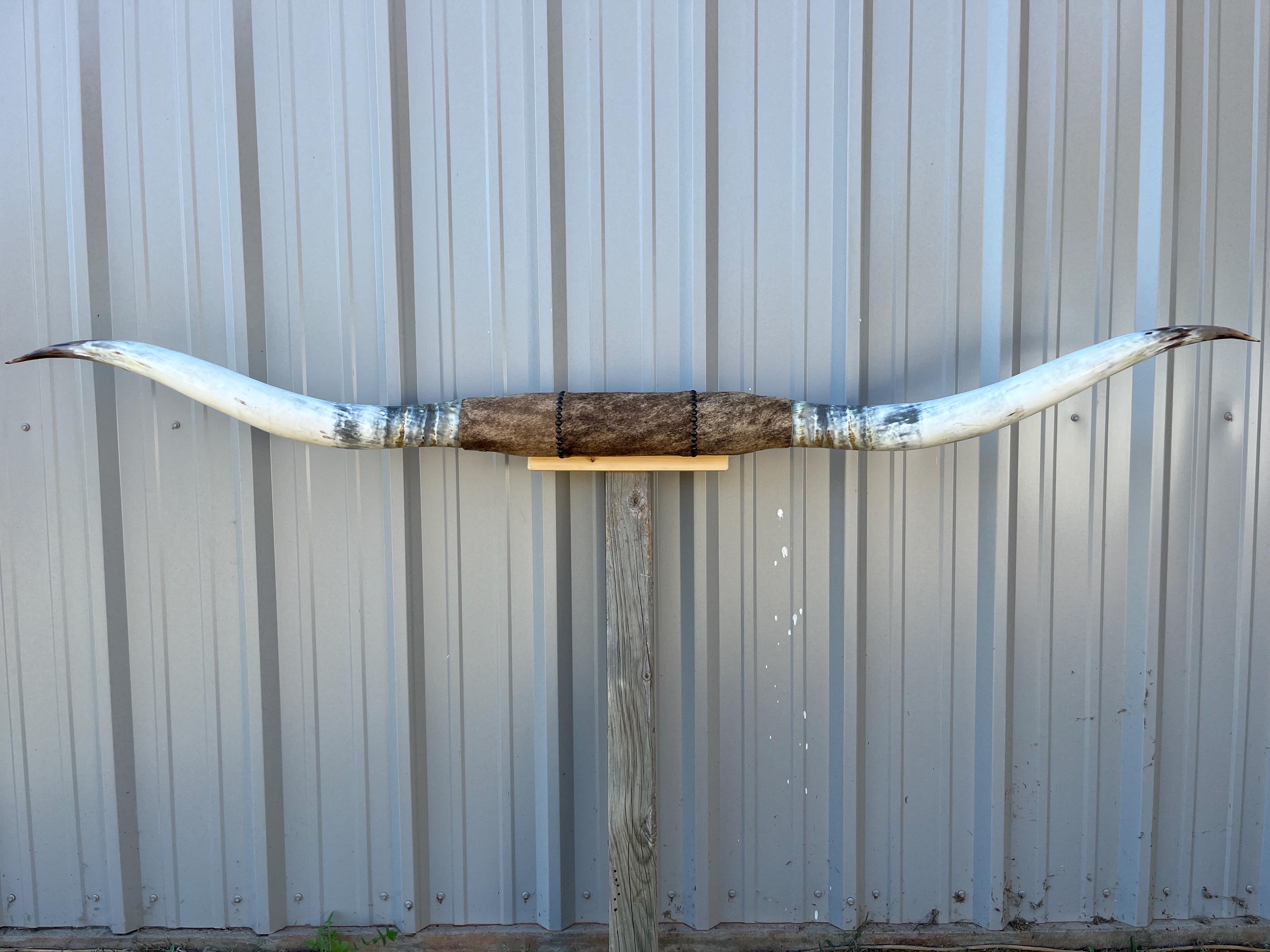 マウントされた雄牛の角 7フィート 1 1/2インチ幅 磨かれた牛の角 雄牛