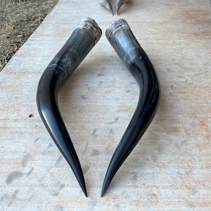 Op de afbeelding: Twee gepolijste zwarte stierenhoorns met een gebogen vorm, liggend op een betonnen oppervlak. De hoorns hebben een gladde, glanzende afwerking en een lichtere, getextureerde basis. De uiteinden zijn puntig.