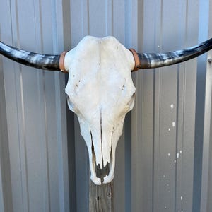 Långhornsstutarskalle med 90 cm breda polerade horn, tjurhuvud, autentisk västerländsk dekoration