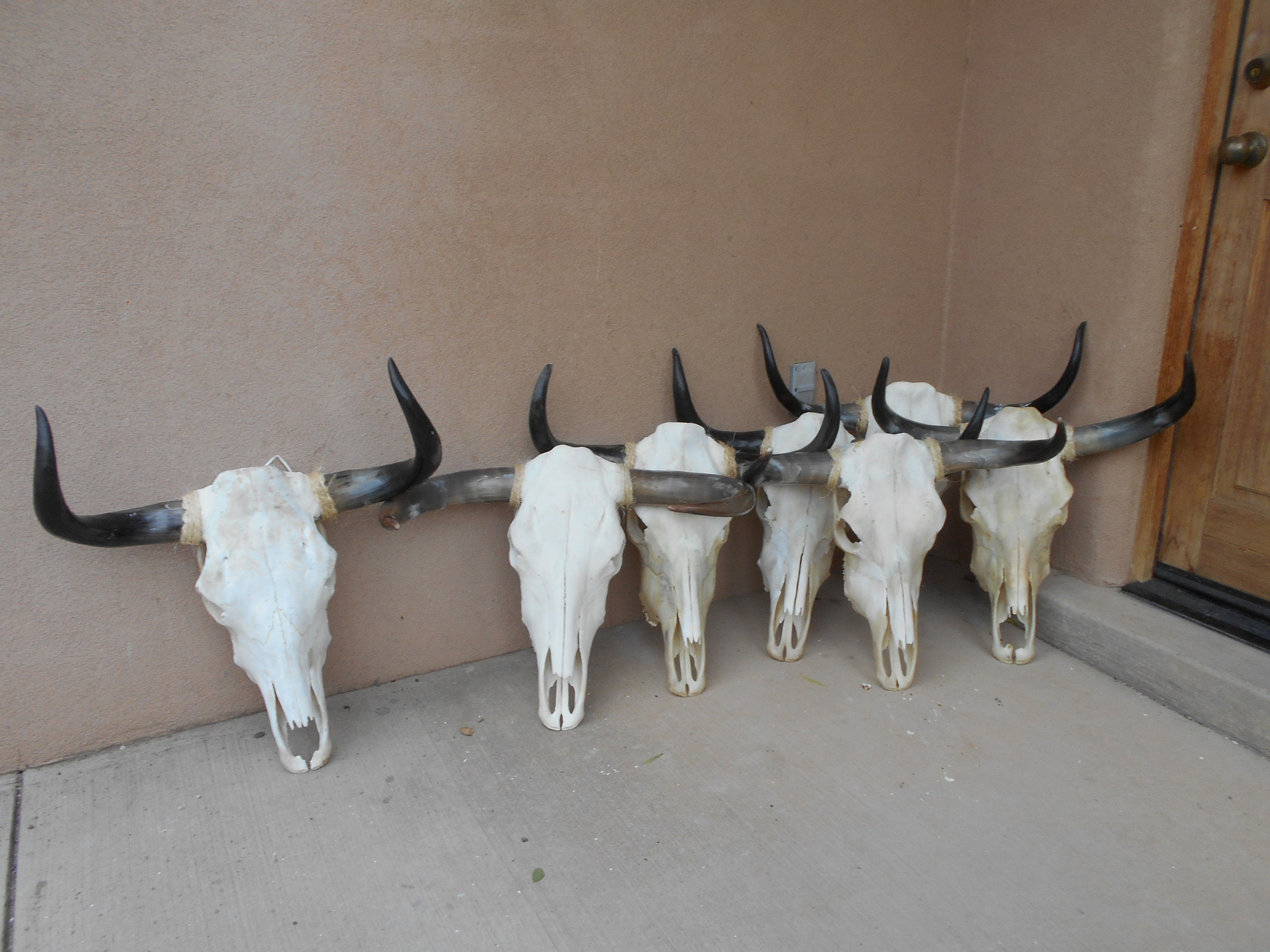 Real Steer skull head (one only) with Polished 24" to 29" wide horns cow horns bull authentic Western Decor