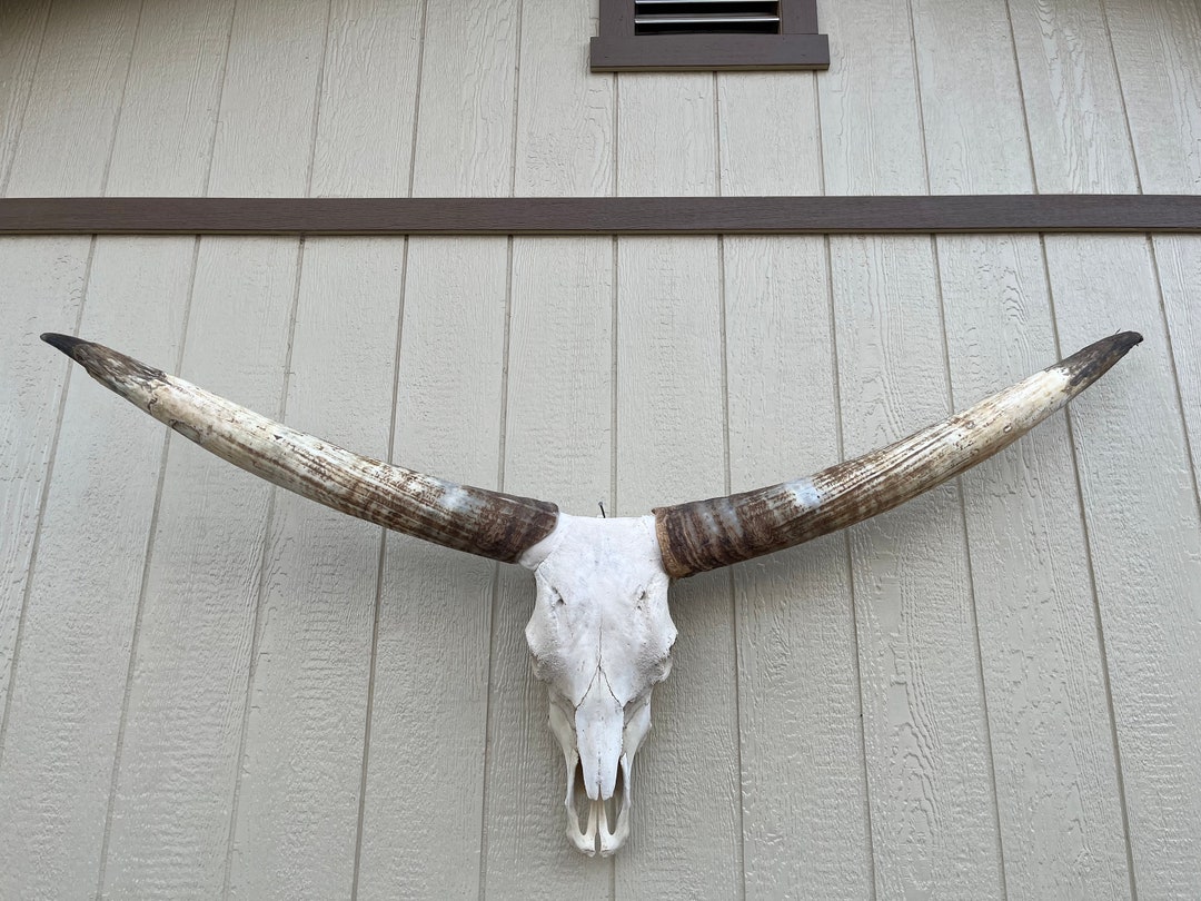 Huge Longhorn Bull Skull With 6 Feet 1 Inch Wide Unpolished Horns Cow